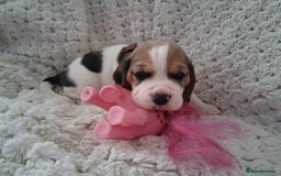 Beagle dogs for sale: KC Registered beagle puppies - Image 24