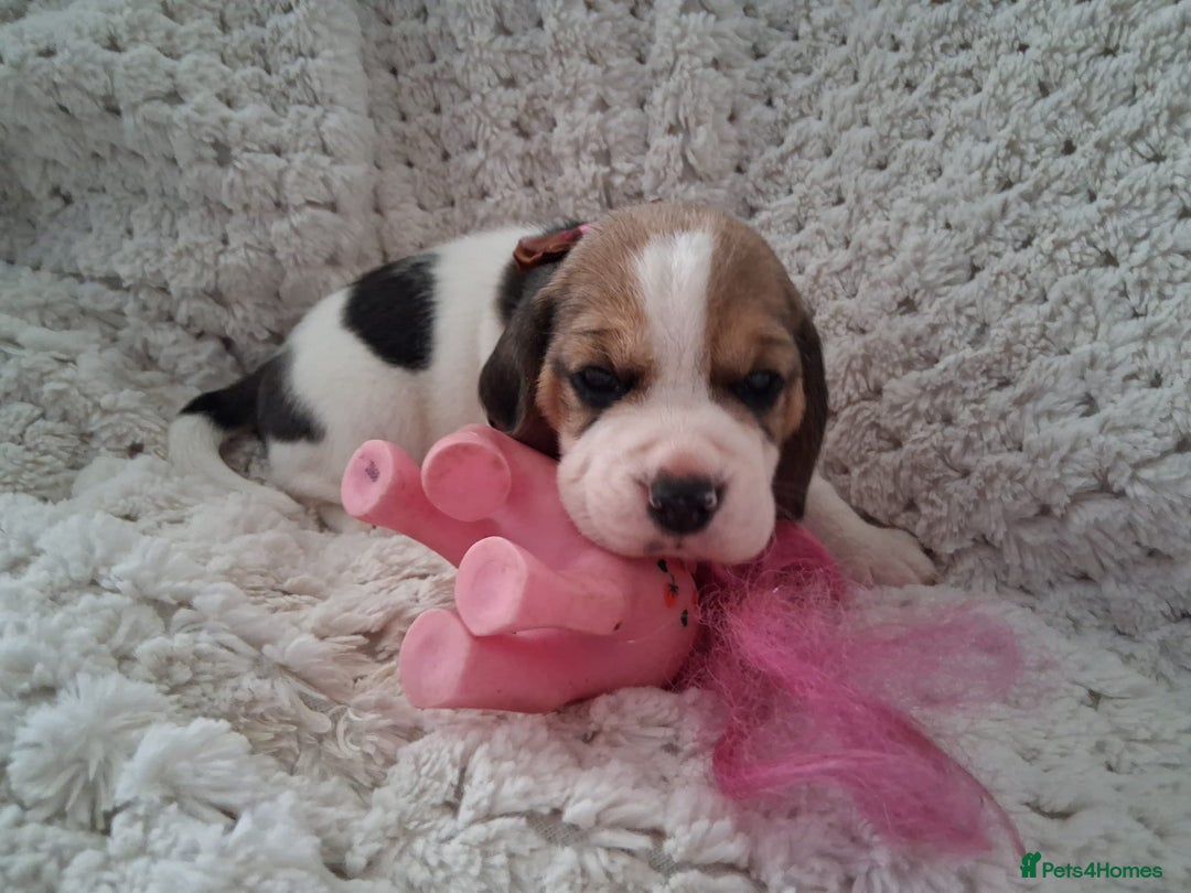 Beagle dogs for sale: KC Registered beagle puppies - Image 24