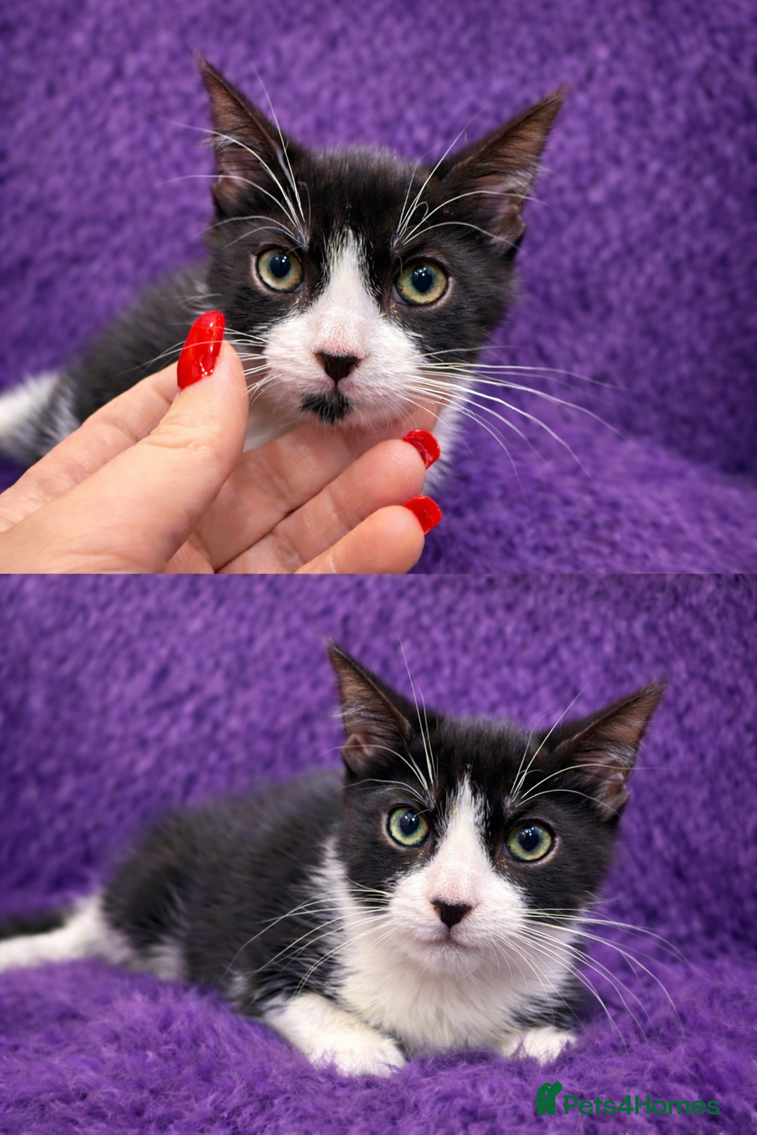 Mixed Breed cats for sale: Playful kittens 🐱 🩷 - Advert 4