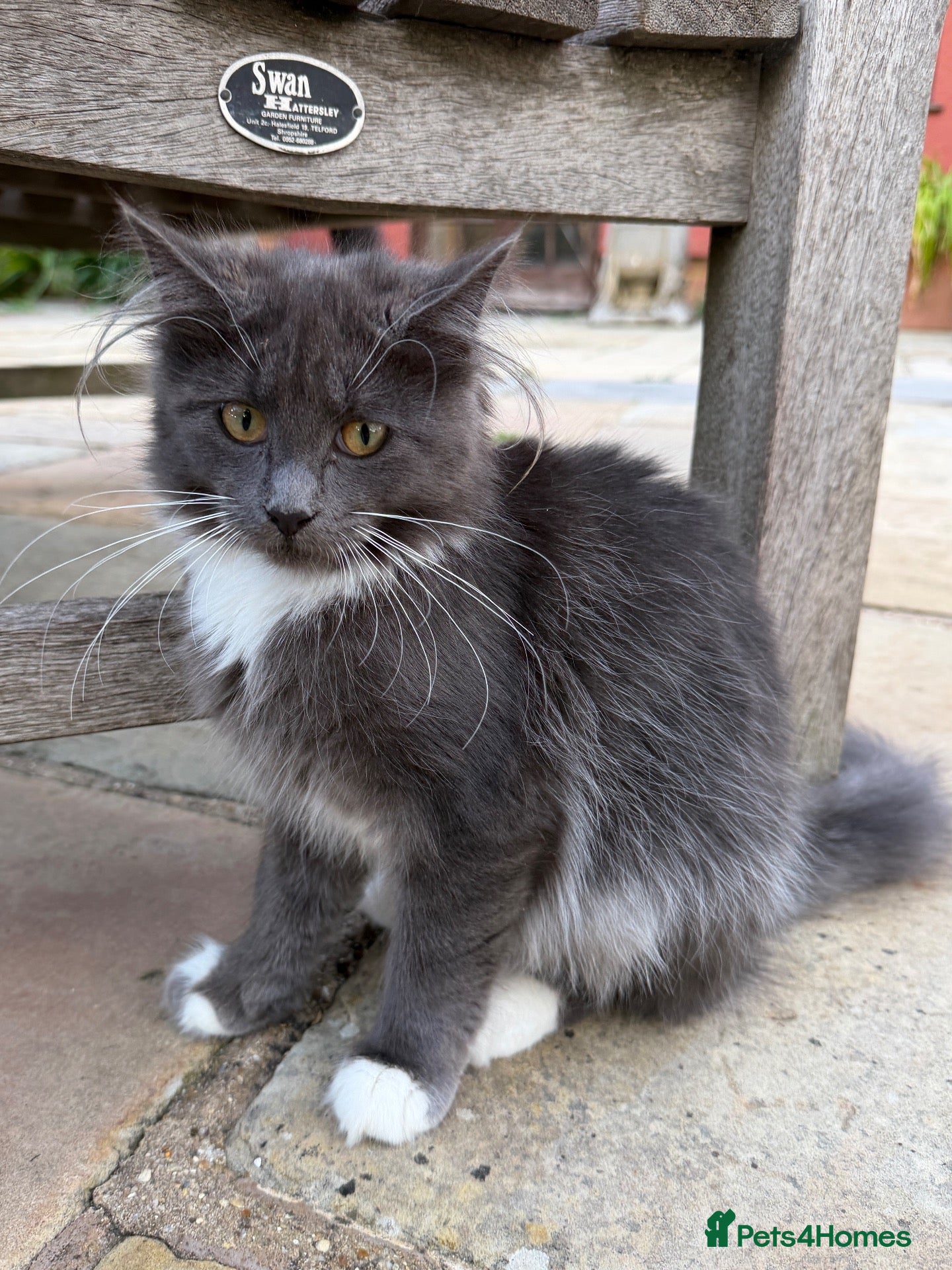 Mixed Breed cats Beautiful Friendly Kittens - Advert 12
