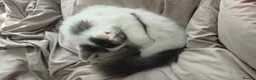 Persian cats for sale: 🐾 Beautiful Kitten Looking for Her Forever Home  - Advert 2