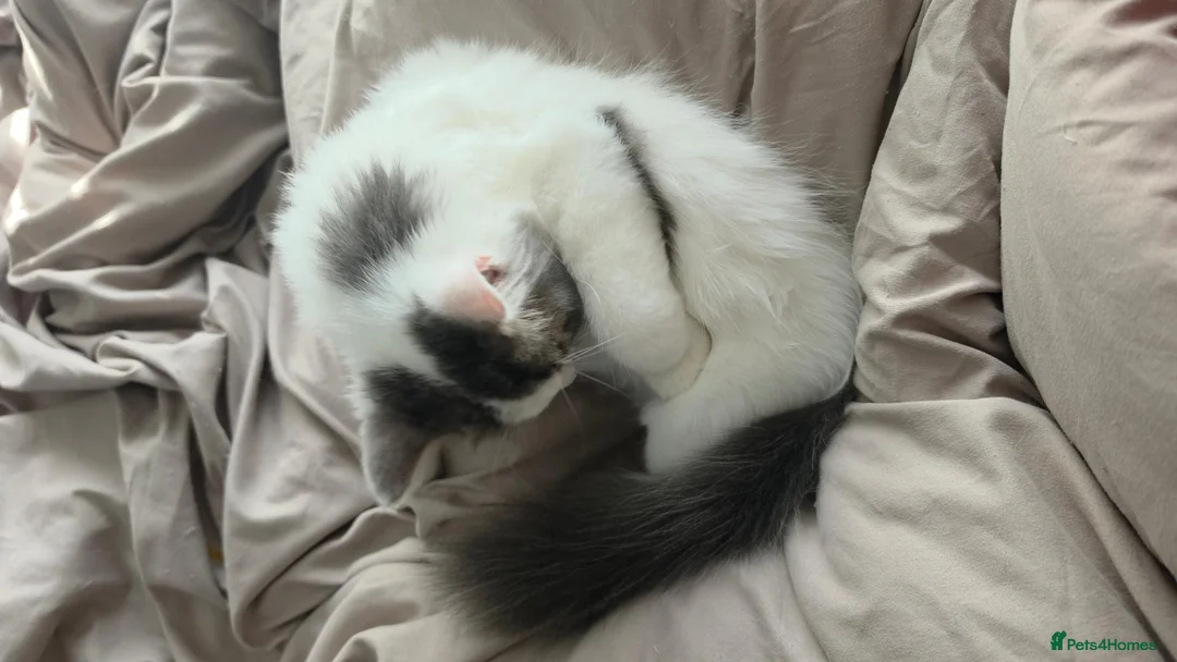 Persian cats for sale: 🐾 Beautiful Kitten Looking for Her Forever Home  - Advert 2
