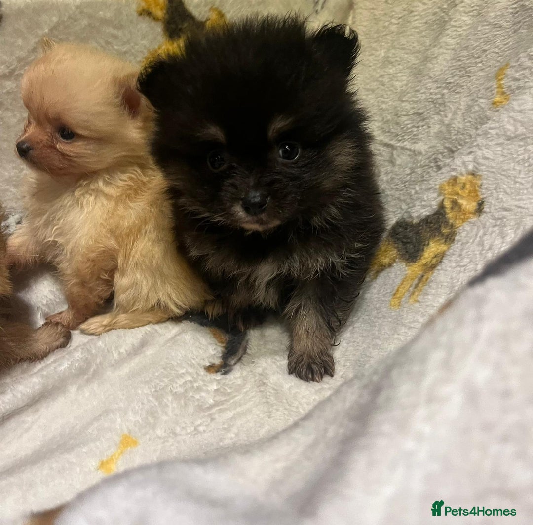 Pomchi dogs for sale: Pomeranian puppy's  - Advert 14
