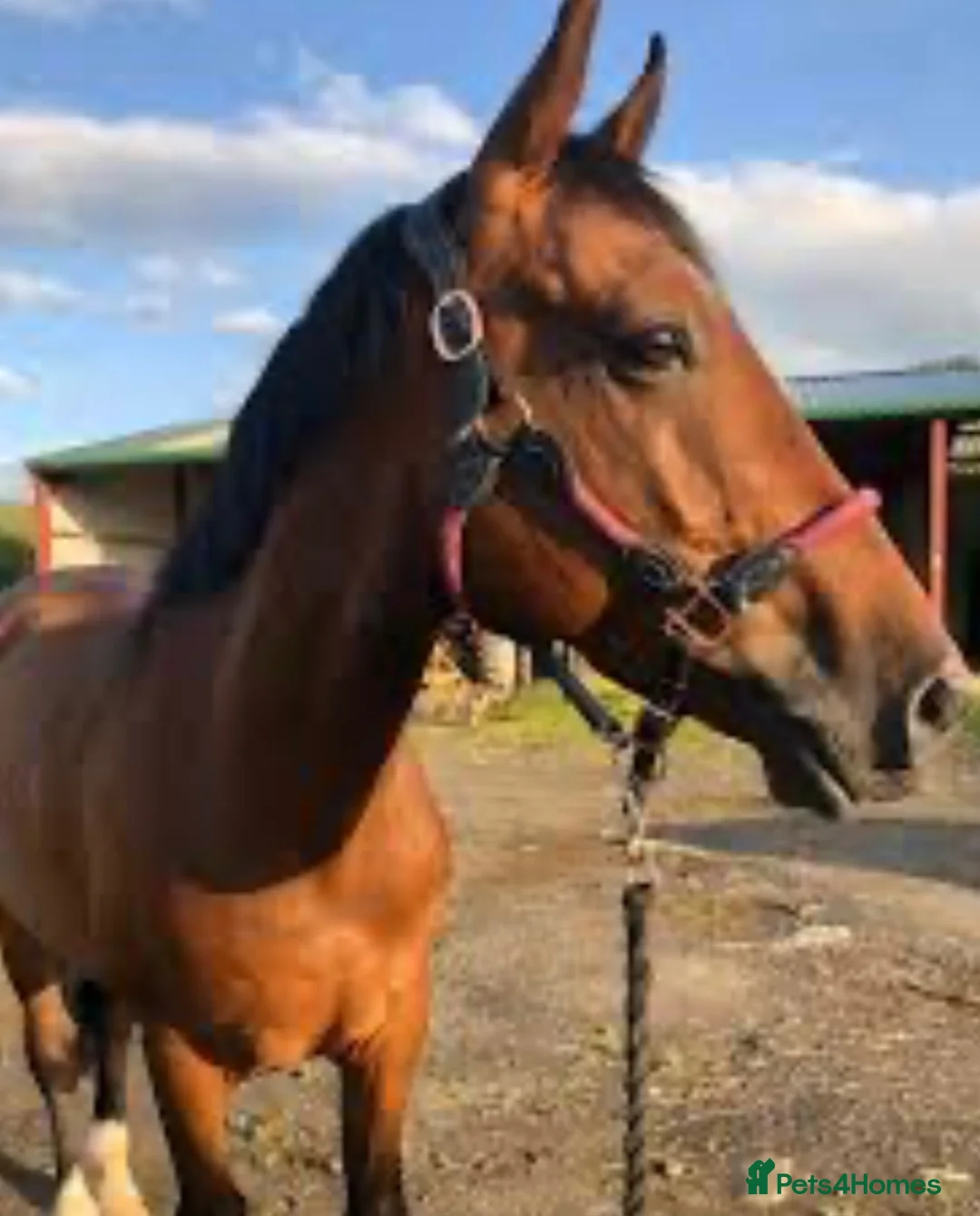 Cleveland Bay horses for sale: Rosie for sale lovely mare !!! - Advert 2