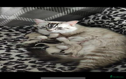 Ragdoll cats for sale: Fluffy Ragdoll Angels – 2 Girls&2 Boys Available! - Image 5