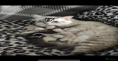 Ragdoll cats - Advert 15