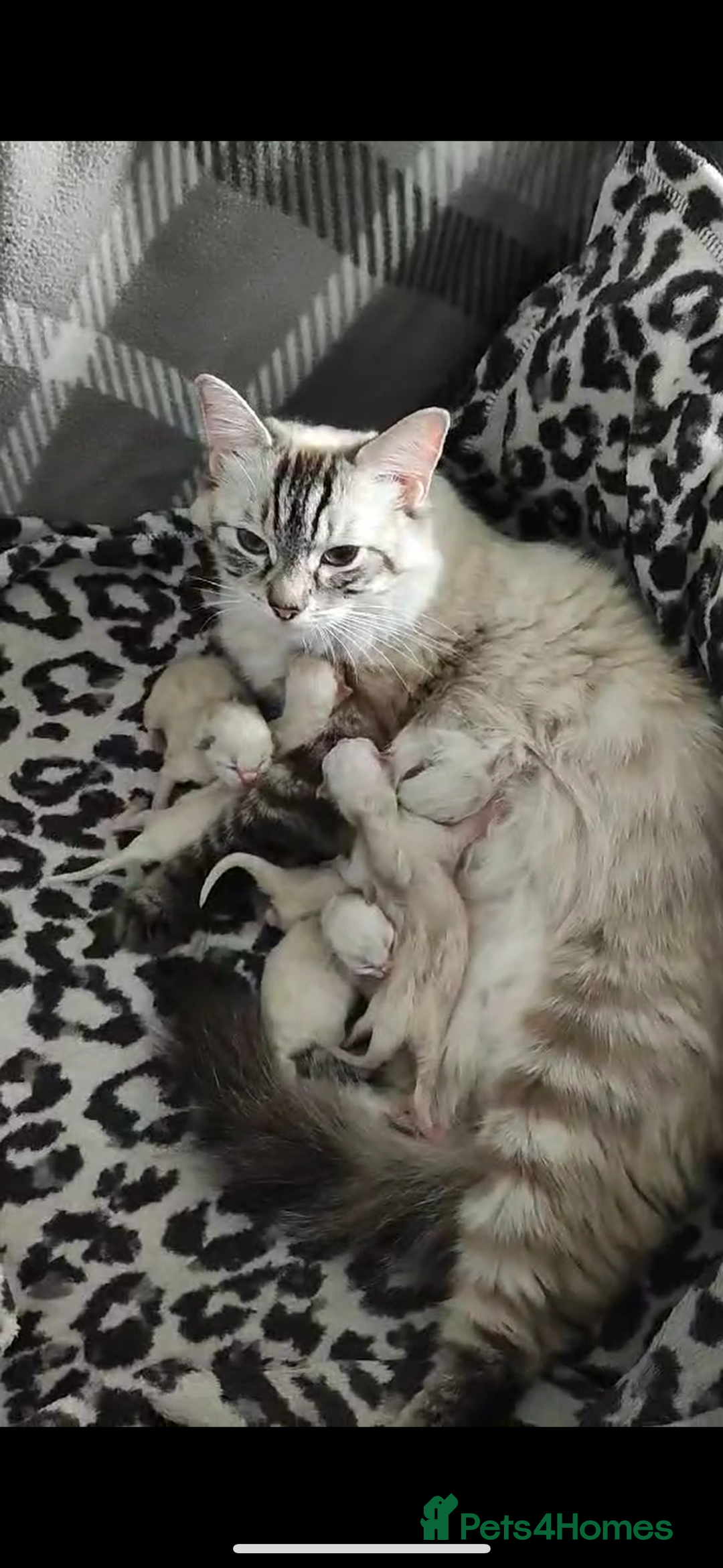 Ragdoll cats for sale: Fluffy Ragdoll Angels – 2 Girls&2 Boys Available! - Image 5