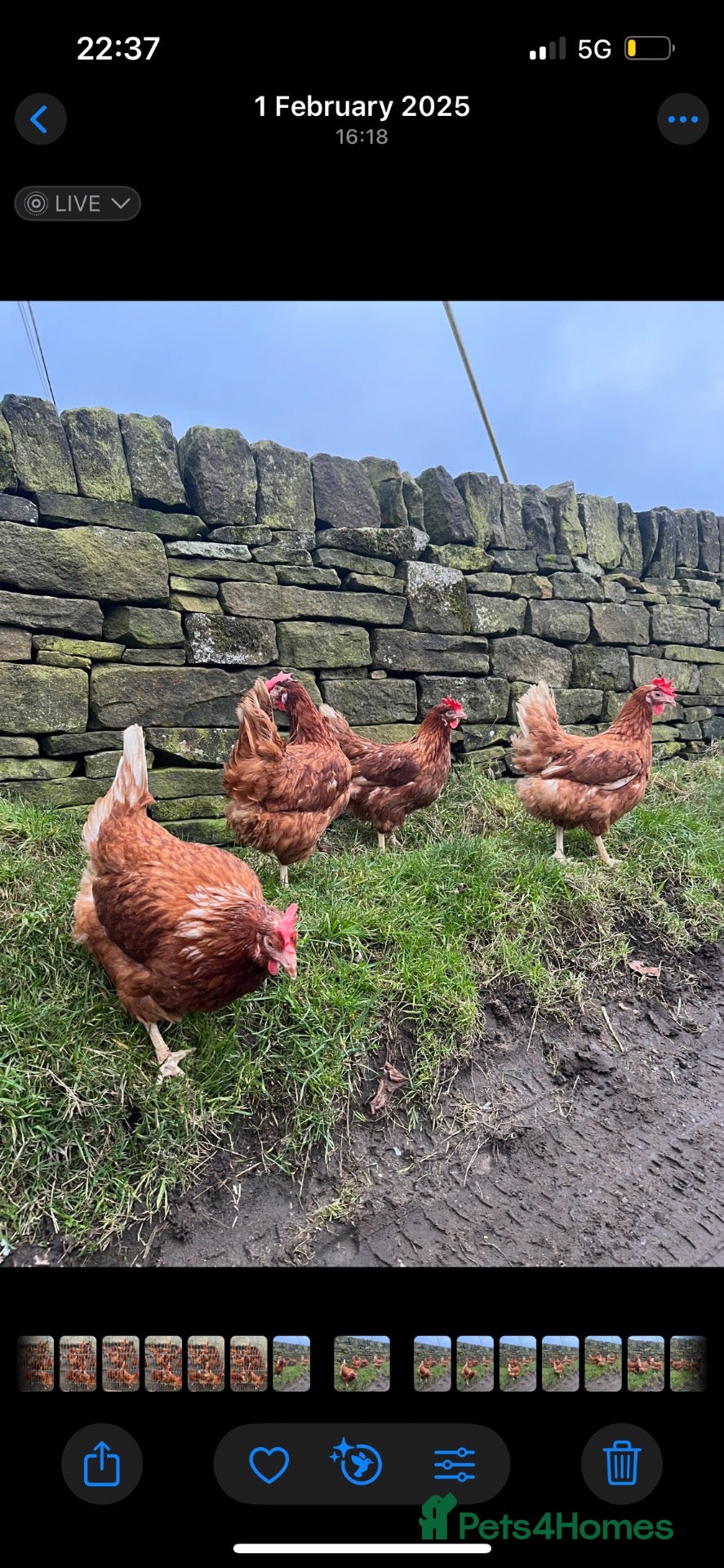Hens poultry Ex free range hens 14 moths old (read description) - Advert 11