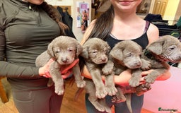 Labrador Retriever dogs for sale: Silver Labradors  - Image 3