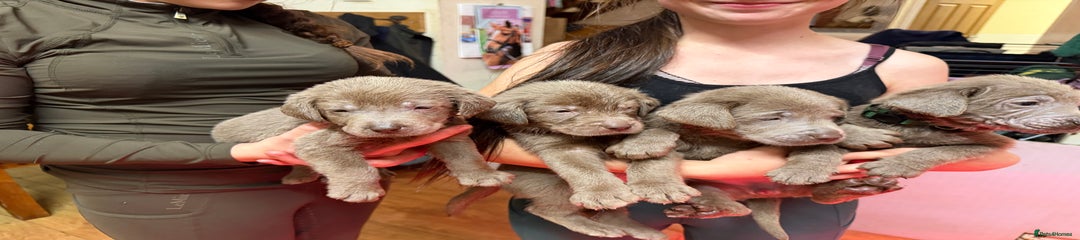 Labrador Retriever Puppy 3