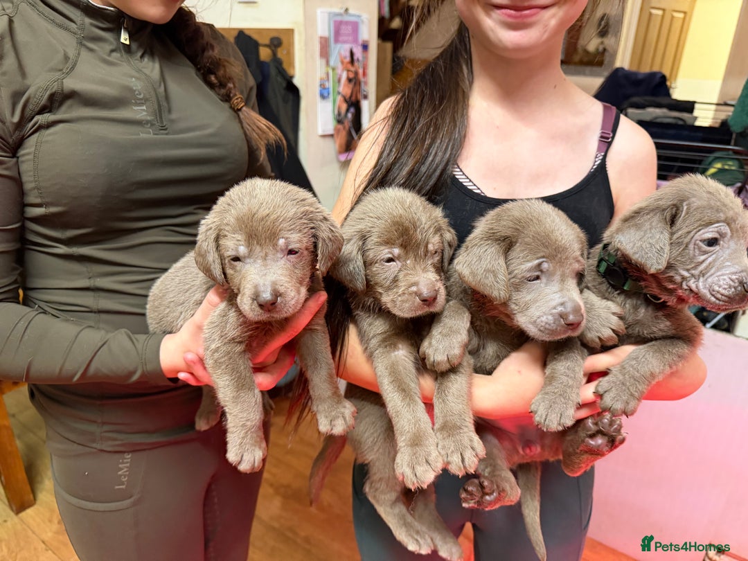 Labrador Retriever dogs for sale: Silver Labradors  - Image 3