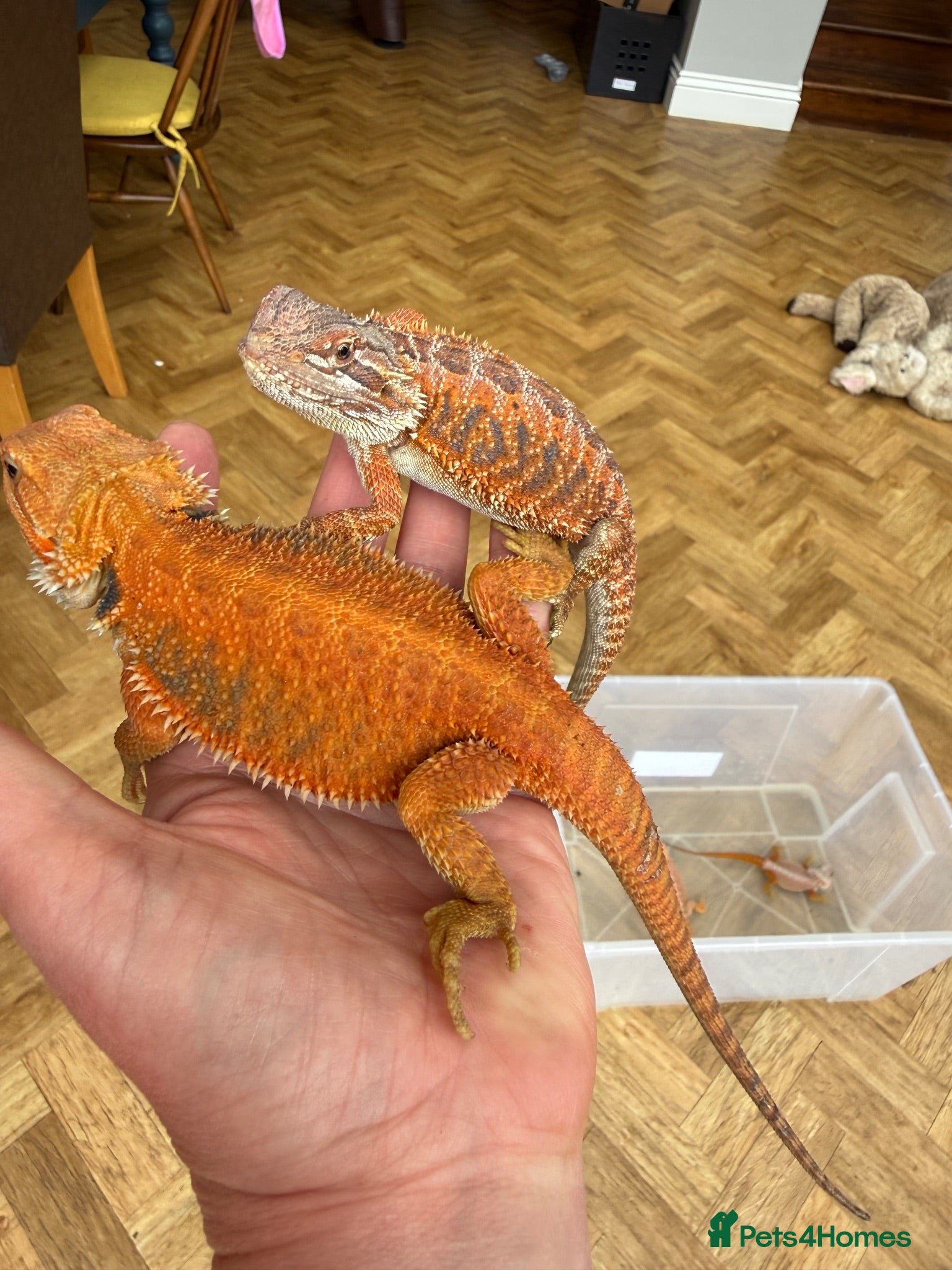 Bearded Dragon reptiles Two stunning red and blue bearded dragons babies - Advert 2