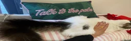 British Longhair cats for sale: 3 Fluffy Cuddly Kittens looking for homes - Advert 9