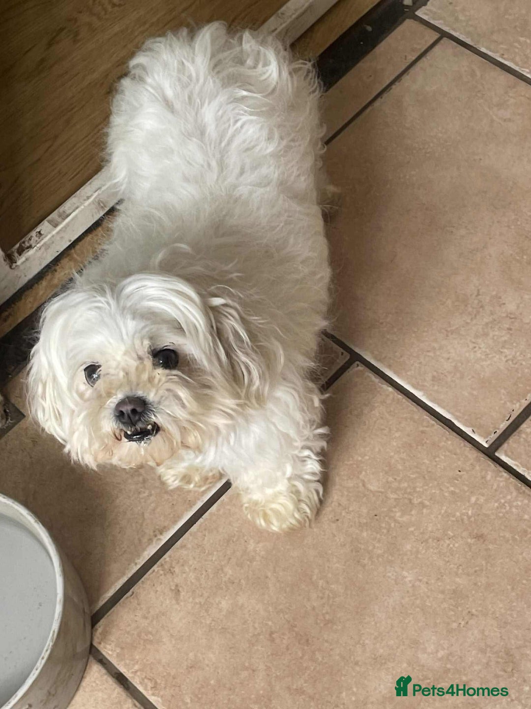 Maltese dogs for adoption: Kayleigh - Hingham Norfolk  - Image 2