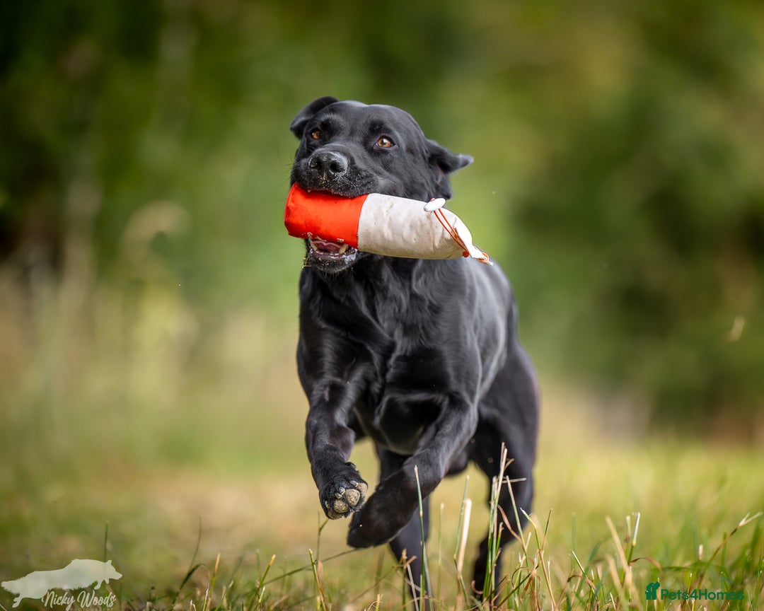 Labrador Retriever dogs for stud: For Stud Black Labrador in Tiverton - Image 4