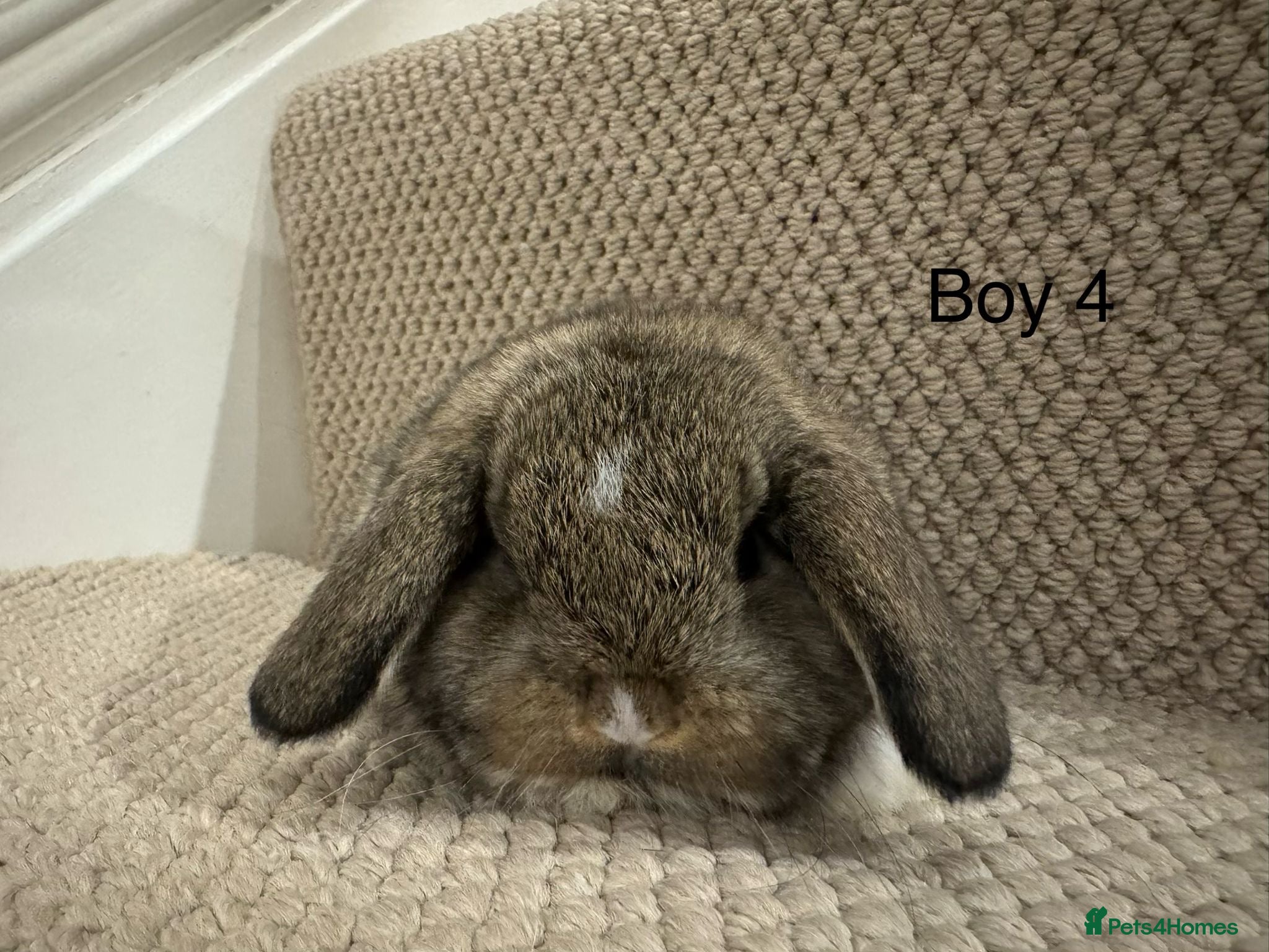 Mini Lop rabbits ✨4 BOYS LEFT! STUNNING MINI LOP, READY TO RESERVE✨ - Advert 1