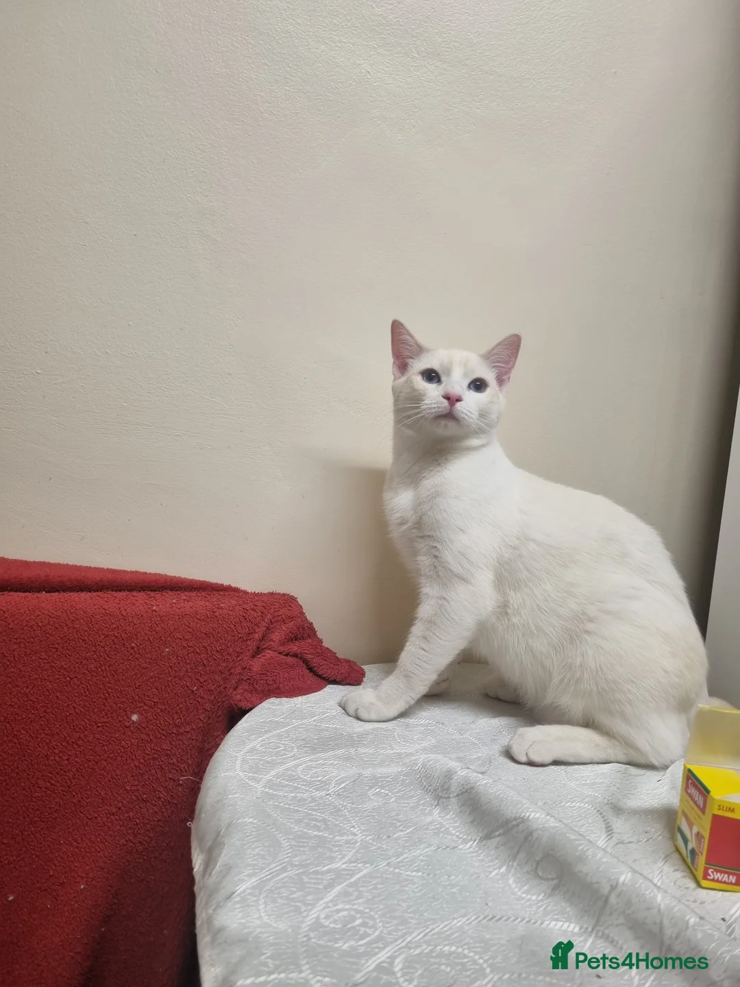 Siamese cats for sale: Flame point siamese  - Advert 4