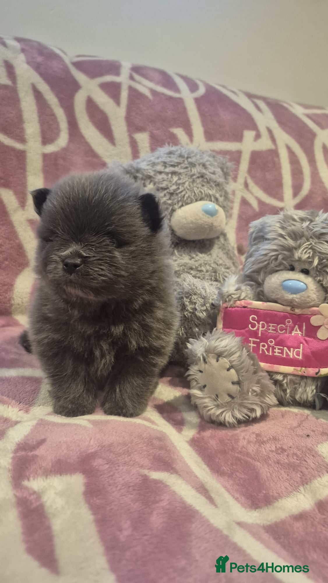 Pomeranian dogs for sale: Mini pomeranian puppies excel Russian bloodlines - Advert 31
