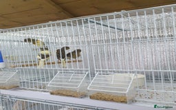 Canaries birds for sale: Canary for sale  - Image 16