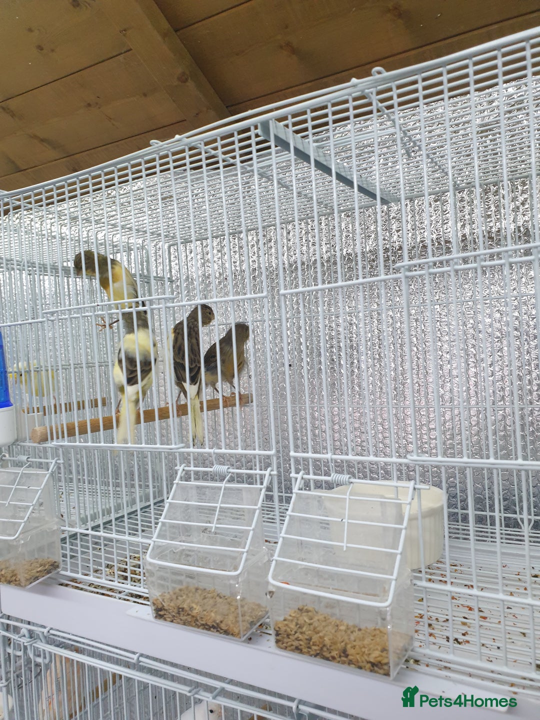 Canaries birds for sale: Canary for sale  - Image 16