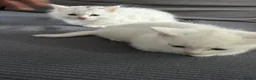 Turkish Angora cats for sale: 5 kittens for sale in Peterborough - Advert 6