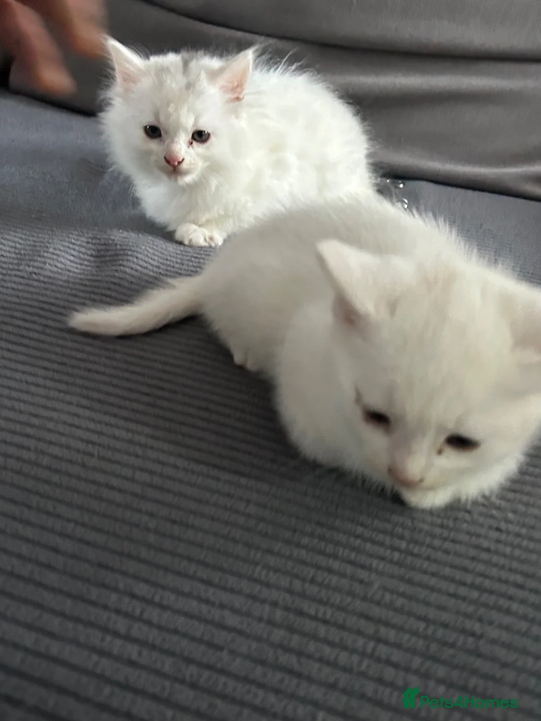 Turkish Angora cats for sale: 5 kittens for sale in Peterborough - Advert 6