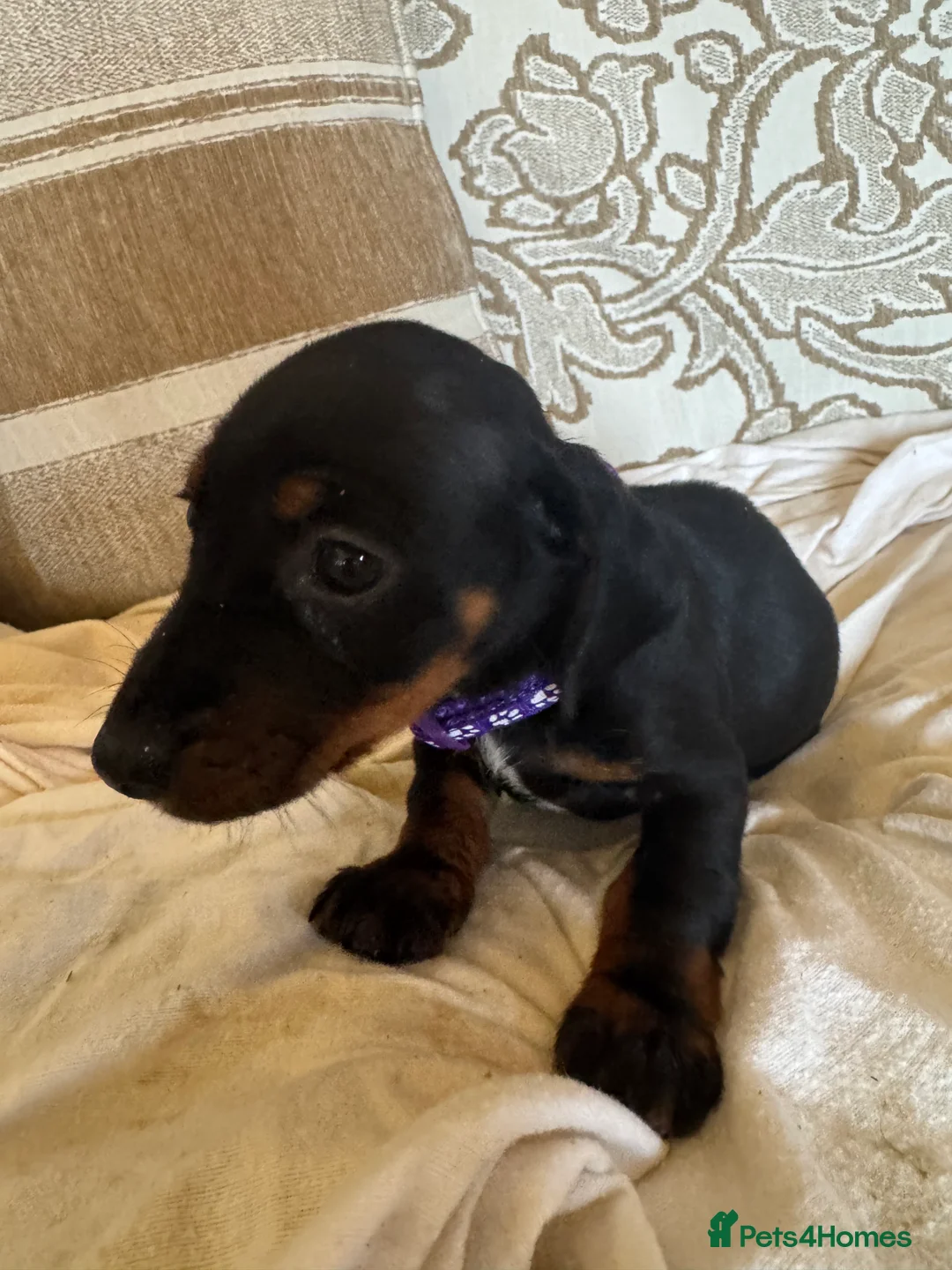 Miniature Dachshund dogs for sale: Miniature dachshunds - Advert 7