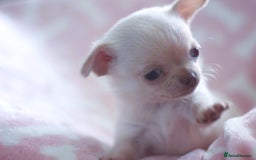 Chihuahua dogs for sale: Kc Registered Quality chihuahua puppies  - Image 17