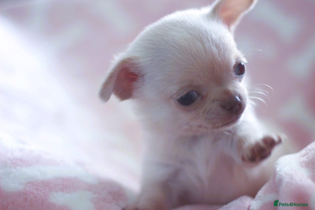 Chihuahua dogs for sale: Kc Registered Quality chihuahua puppies  - Image 17