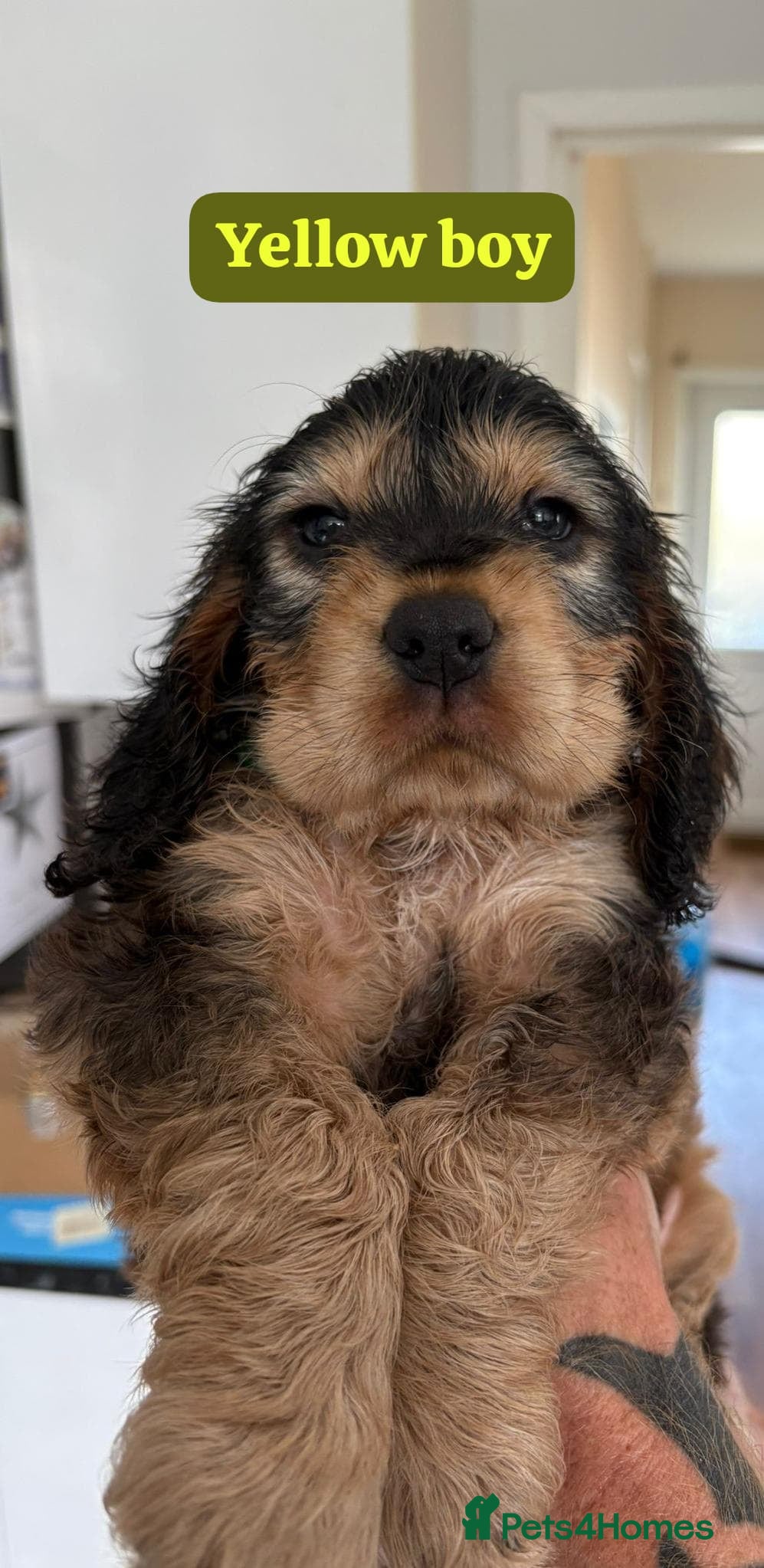 Cocker Spaniel dogs for sale: Show cocker spaniels - Advert 3