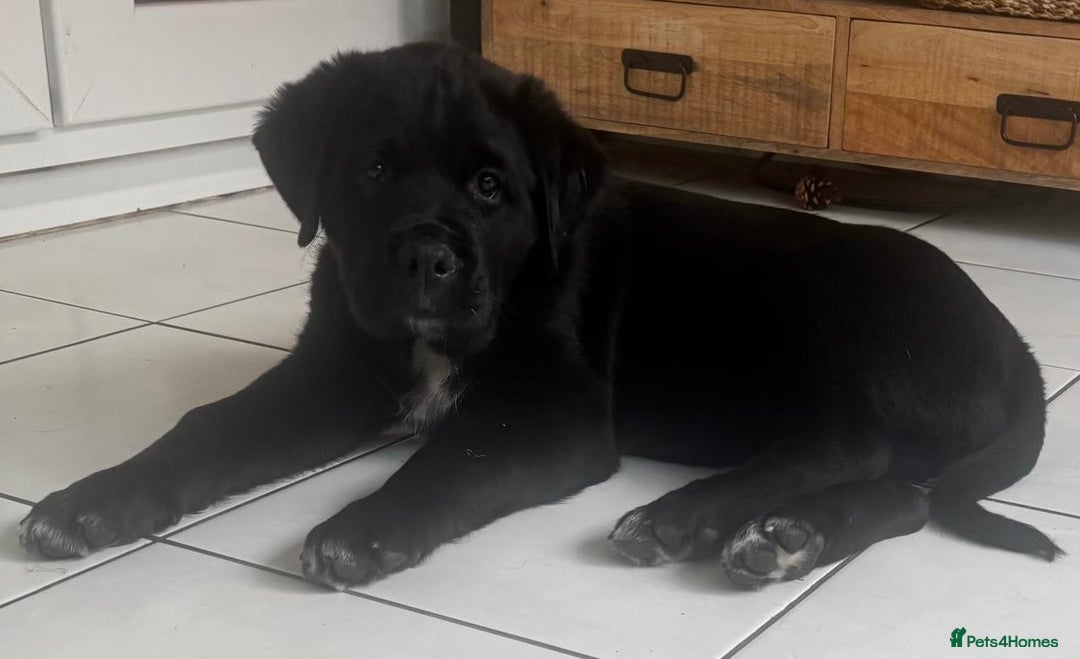 Mixed Breed dogs for sale: Central Aisian Shepard x Rottweiler - Image 10