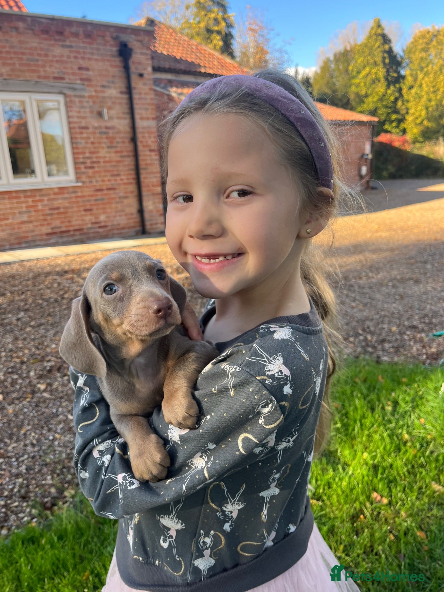 Miniature Dachshund dogs Miniature Daschshund Puppies Ready to go now - Advert 1