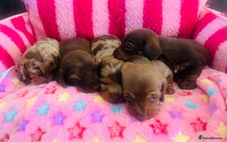 Miniature Dachshund dogs for sale: Stunning minature dachshund puppies - Image 3