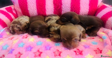 Miniature Dachshund dogs - Advert 3