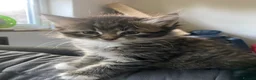 Bengal cats for sale: Baby Bengals READY NOW  - Advert 3