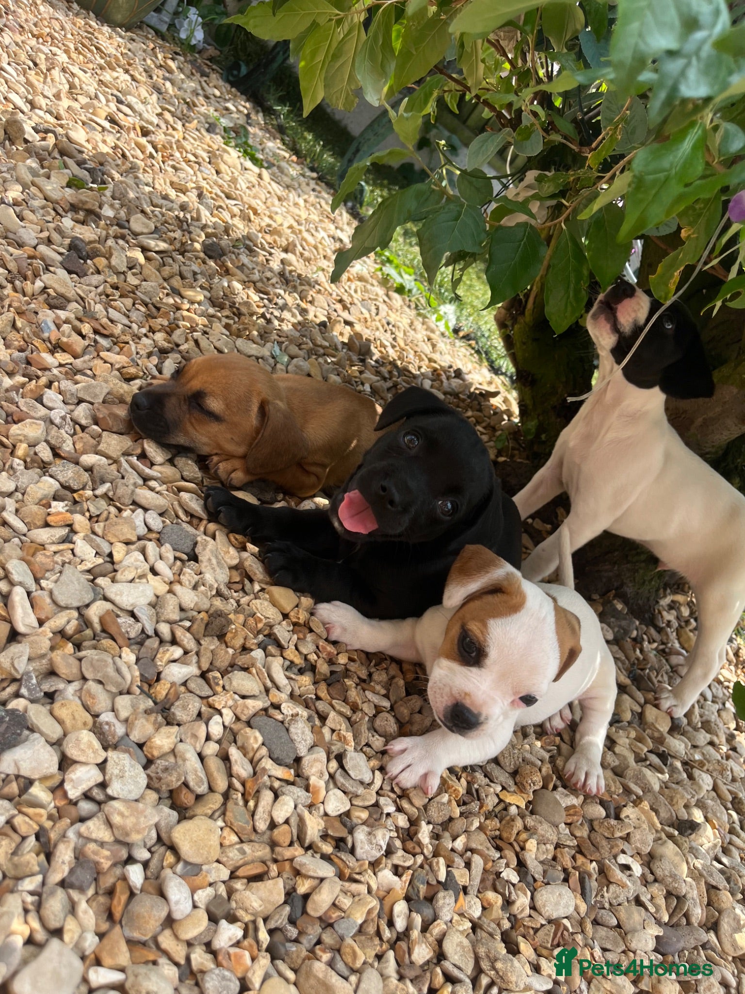 Mixed Breed dogs Jack russel x french bulldog puppies for sale - Advert 1