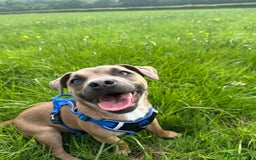 Mixed Breed dogs for sale: Staffy X Jack looking forever home. - Image 6