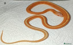 Corn Snake reptiles for sale: 2025 Scaleless cornsnakes  - Image 3
