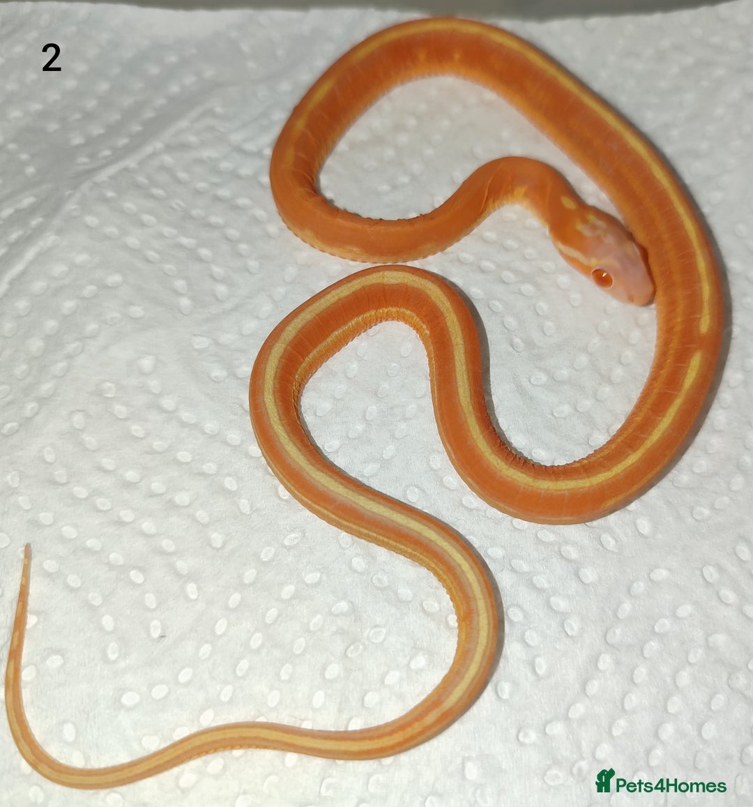 Corn Snake reptiles for sale: 2025 Scaleless cornsnakes  - Image 3