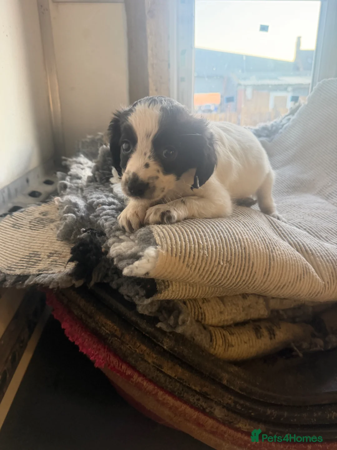 Mixed Breed dogs for sale: Cocker Jack - Advert 1