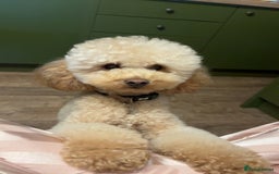 Miniature Poodle dogs for stud: Proven - KC REG MINIATURE POODLE STUD 🐩🐾 in Doncaster - Image 7