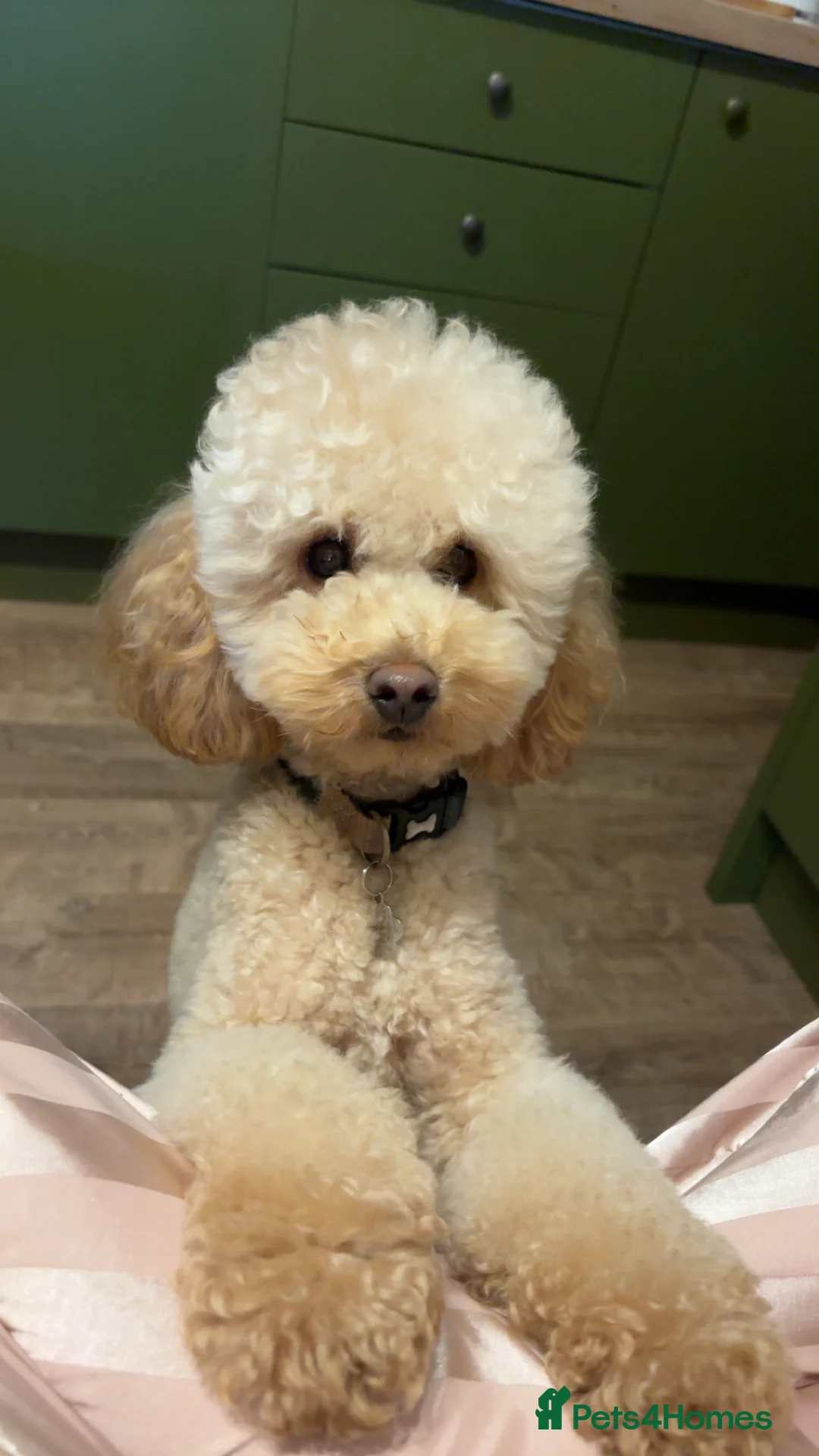 Miniature Poodle dogs for stud: Proven - KC REG MINIATURE POODLE STUD 🐩🐾 in Doncaster - Advert 12
