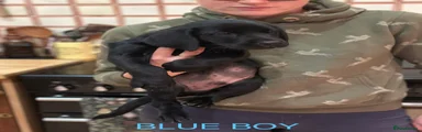 Labrador Retriever 1