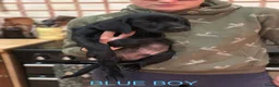 Labrador Retriever dogs for sale: KC Registered Labrador Puppies  ready to go - Advert 11