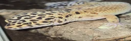 Mixed Breed reptiles for sale: Reptiles & Inverts For Sale at MMA Reptiles in Worksop - Advert 6