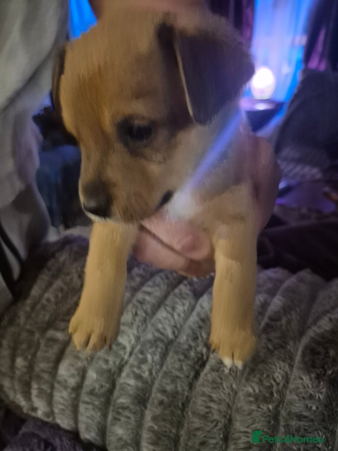Mixed Breed dogs for sale: Mums a Parsons terrier. Dads a corgie-bassett - Image 7