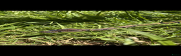 Python Snake reptiles for sale: Ball Python - Advert 2