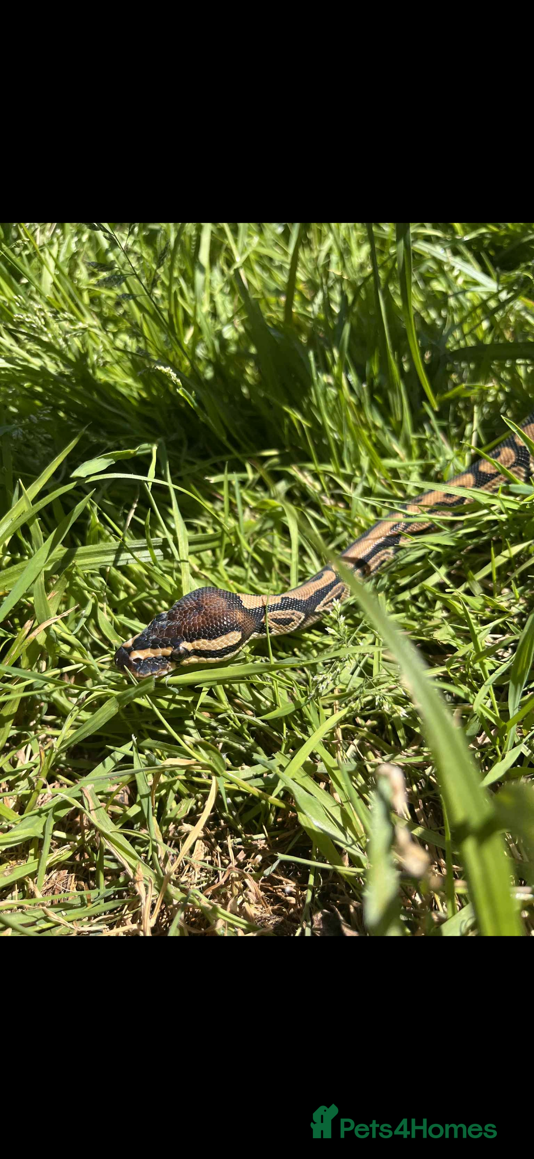 Python Snake reptiles for sale: Ball Python - Advert 2