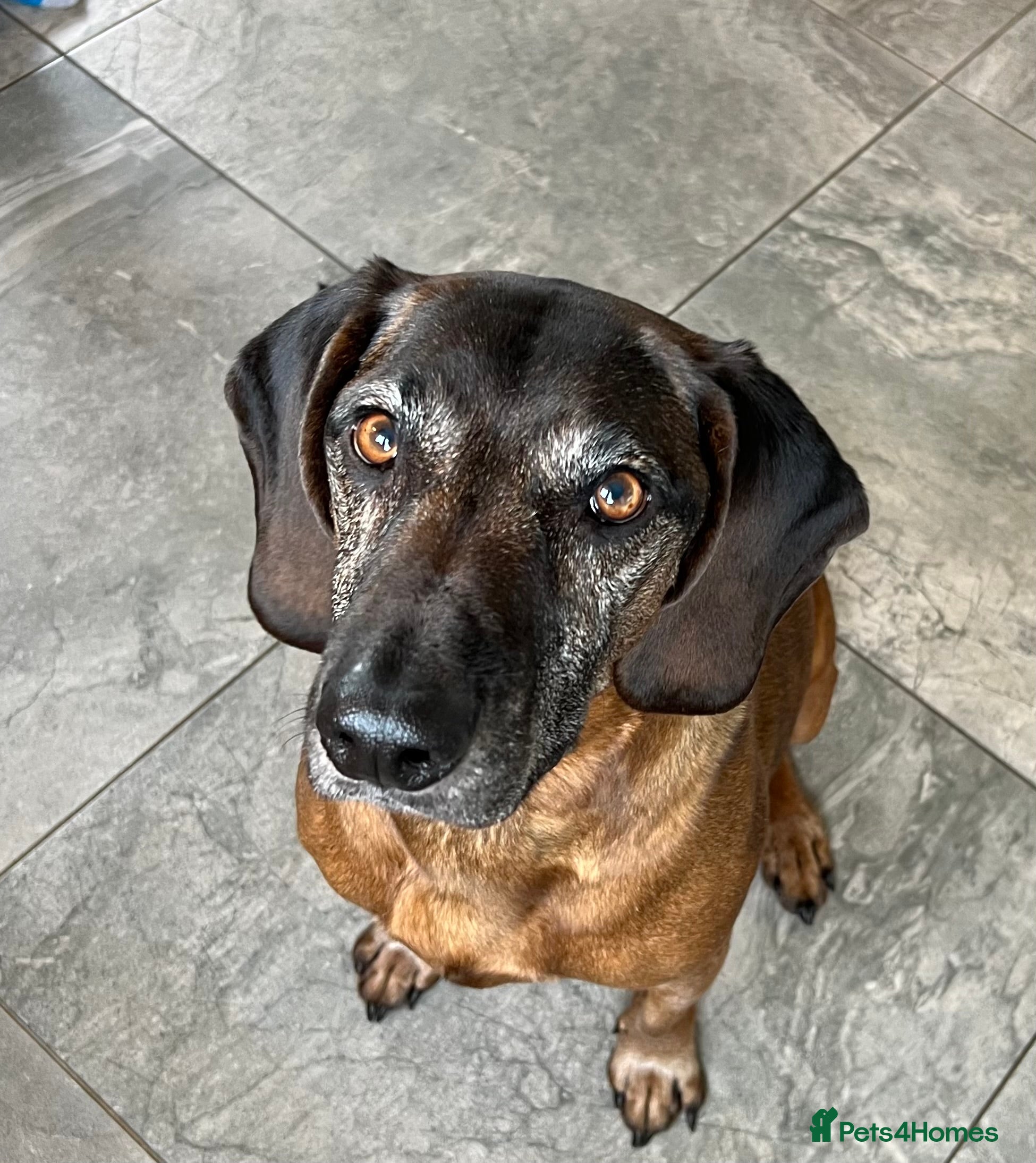 Bavarian Mountain Hound dogs Bavarian Mountain Hound Rehoming - Advert 1