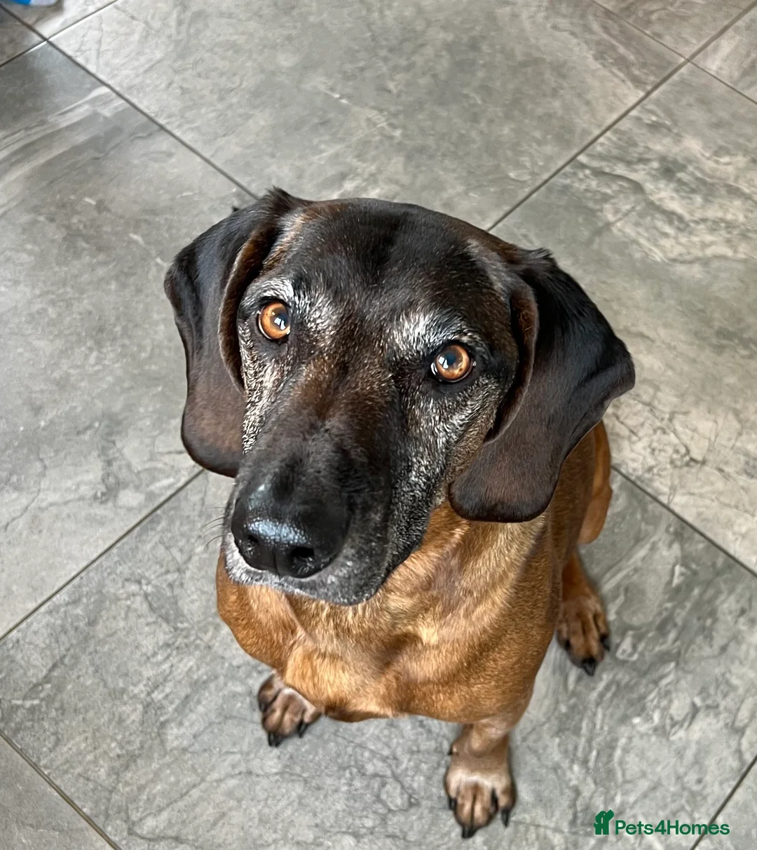 Bavarian Mountain Hound dogs for sale: Bavarian Mountain Hound Rehoming - Advert 1